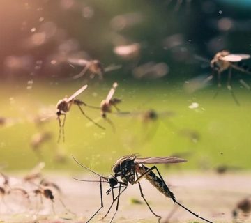 Arbovirosi-Dengue-luoghi-lavoro_Siria